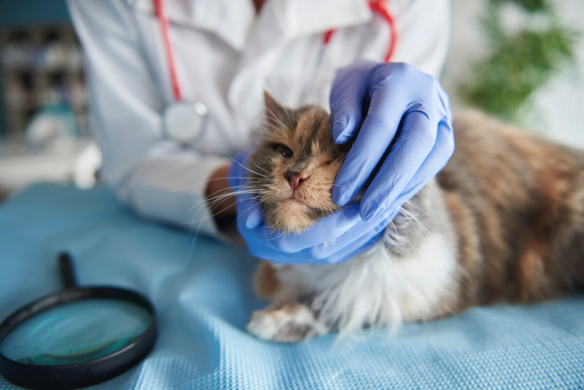 veteriner hekim kontrolünde kedi