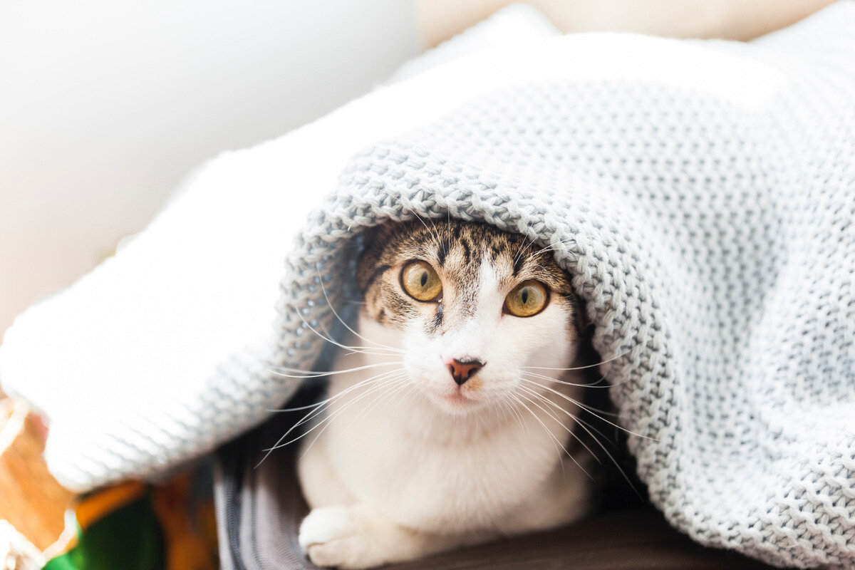 örtünün altında endişeli bakan kedi