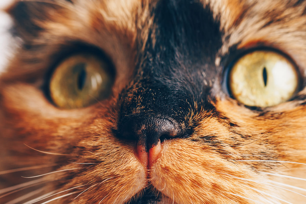 yüzü yakından çekilmiş kedi