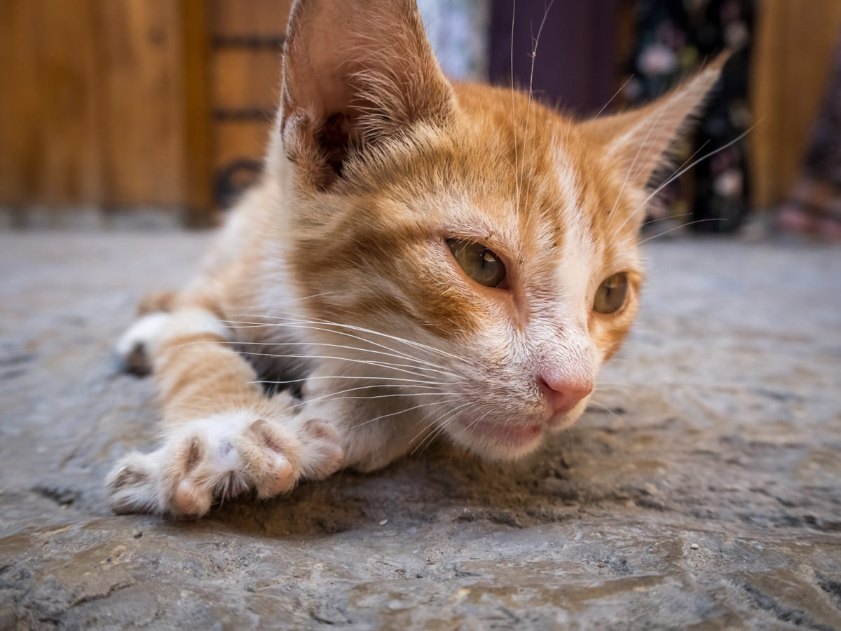 yerde yatan, gözleri buğulanmış yavru kedi