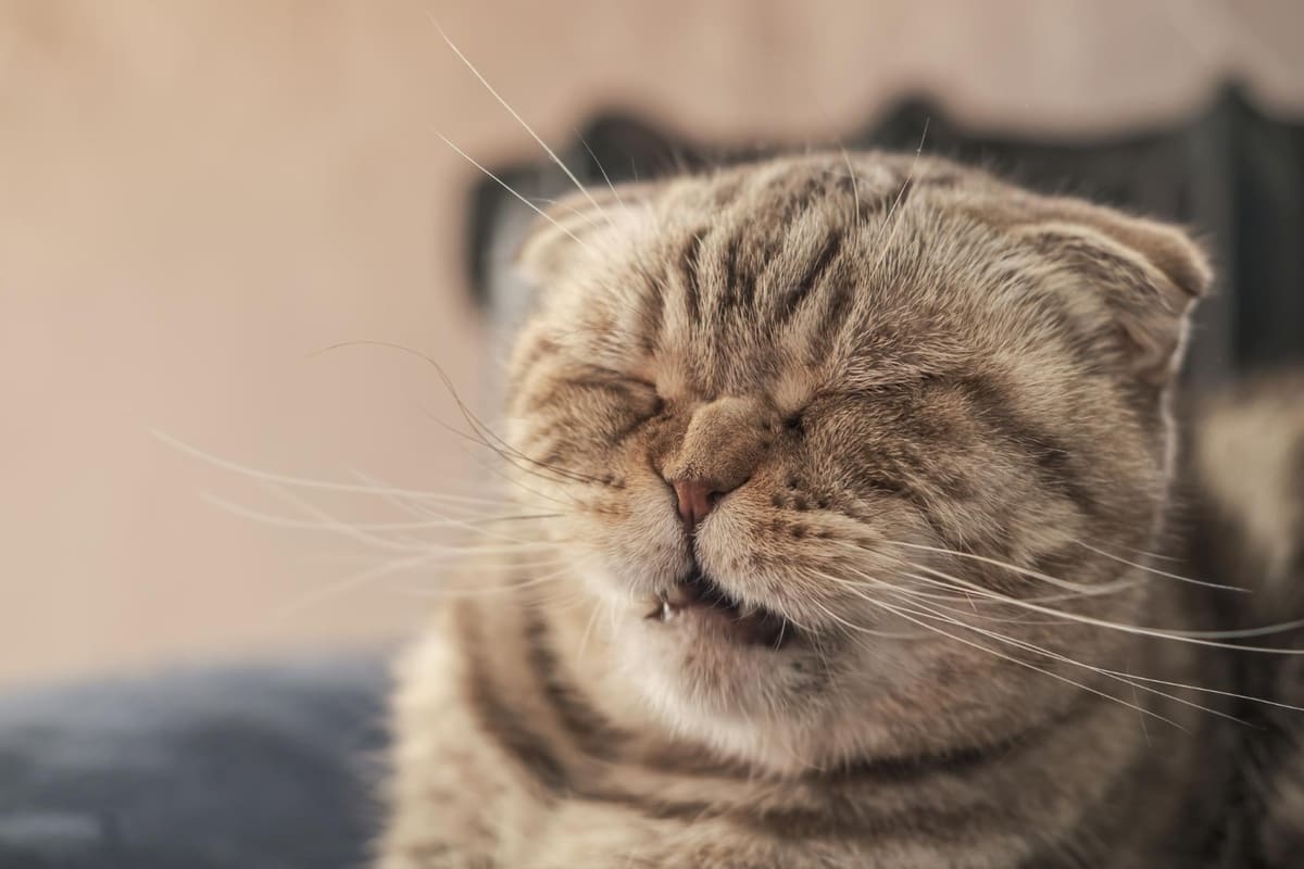 gözlerini kısan kedi