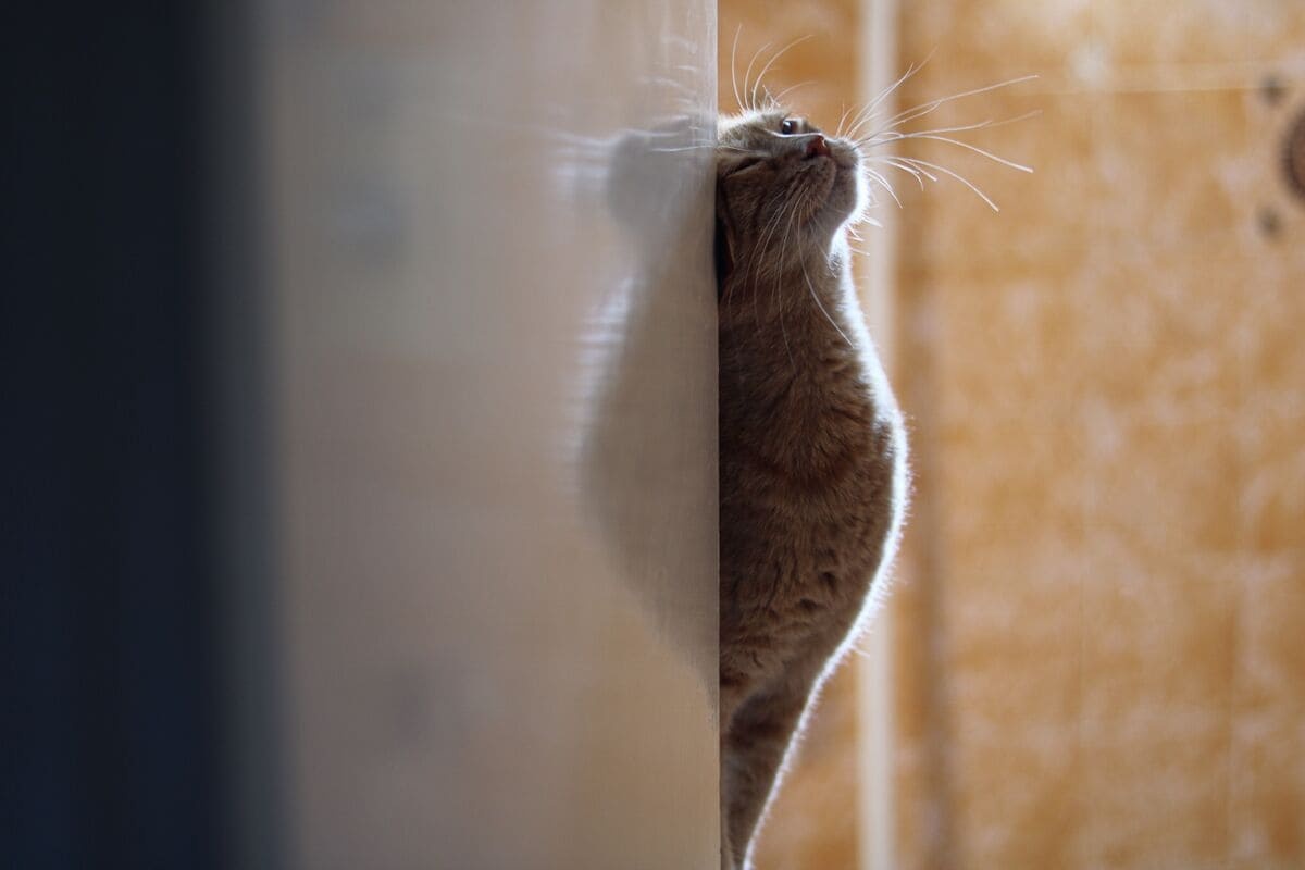 kapıya sürtünen kedi
