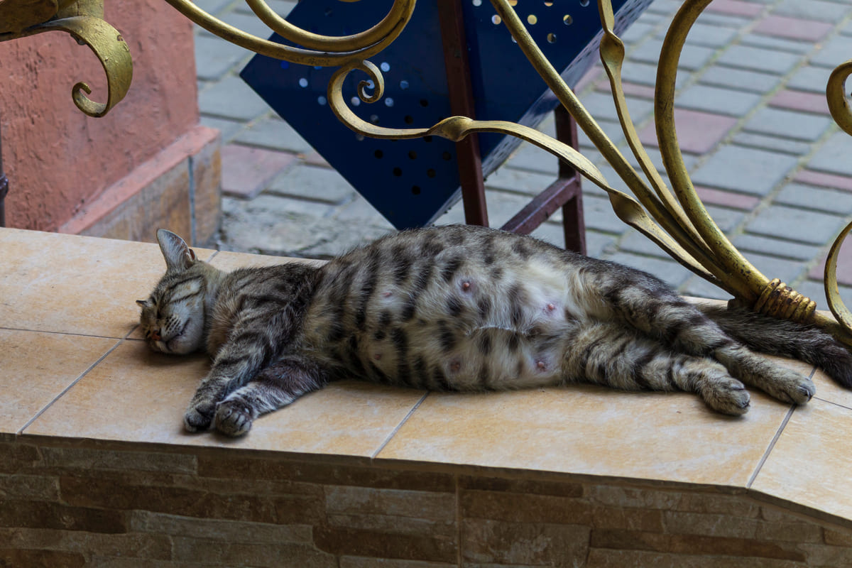 balkon duvarında yatan hamile tekir kedi