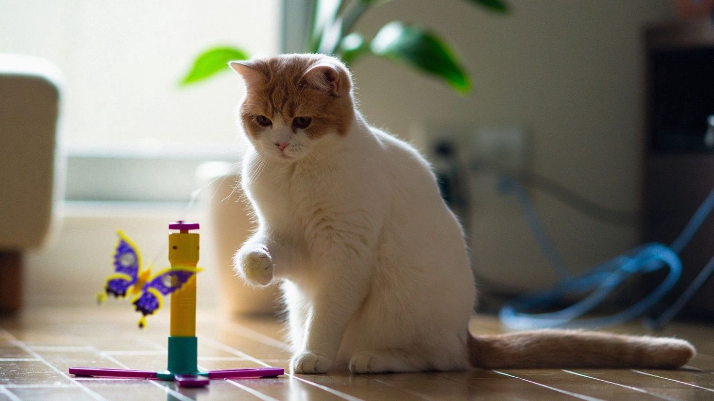 oturan ve oyuncağa bakan kedi