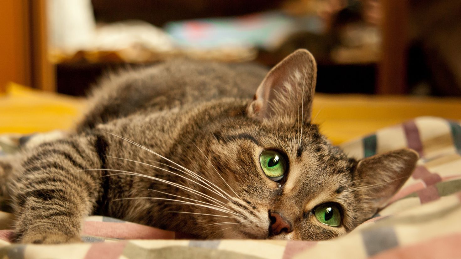 yatan yeşil gözlü kedi