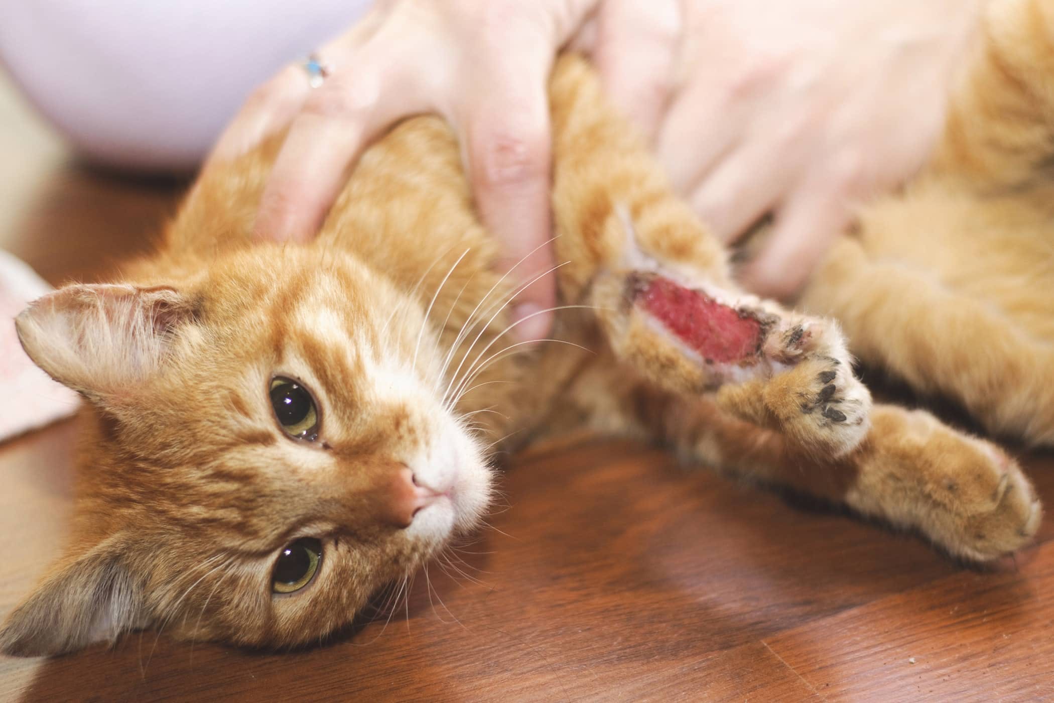 yaralanmış patisi tedavi edilen kedi