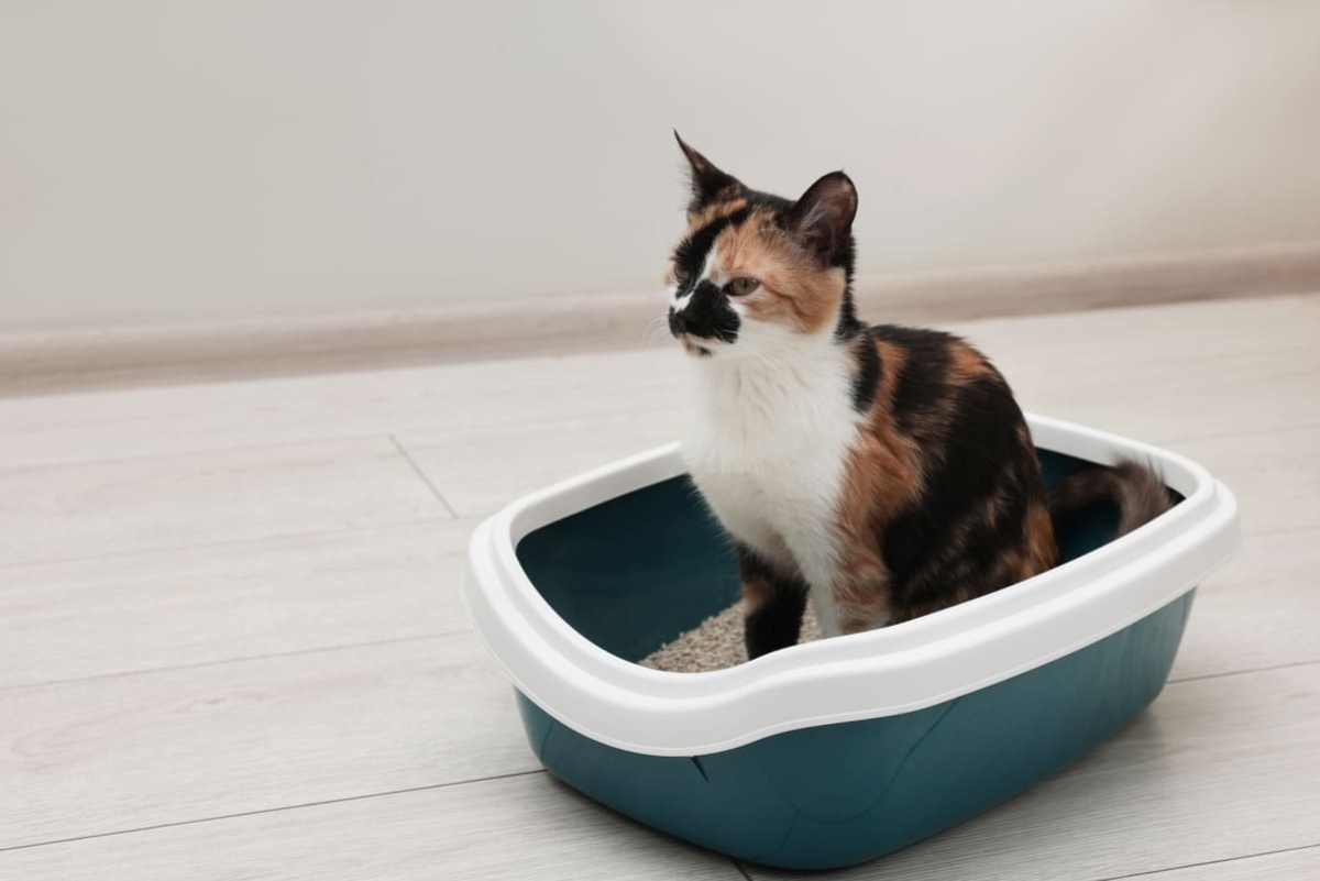 kum kabının içerisinde oturan calico kedi