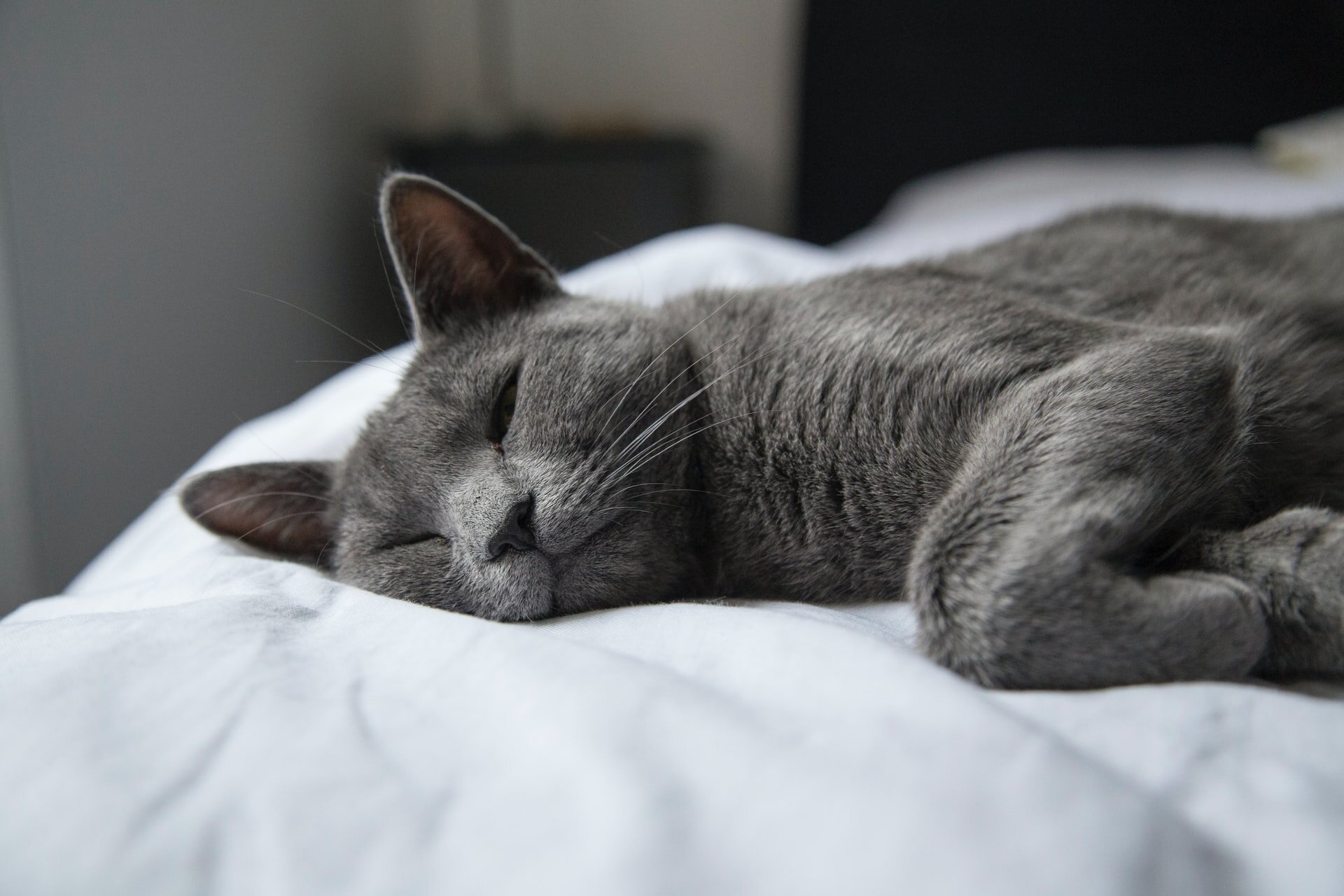 beyaz örtülü yatakta yatan gri kedi