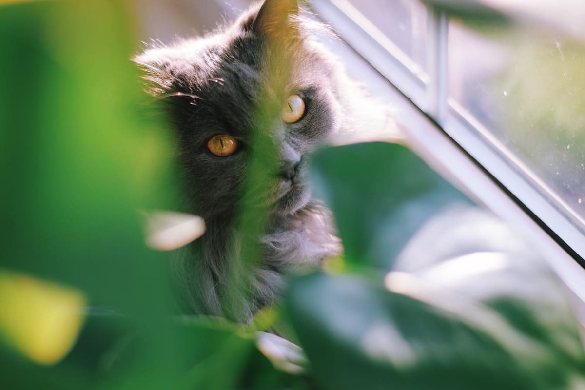 cam kenarında oturan gri kedi