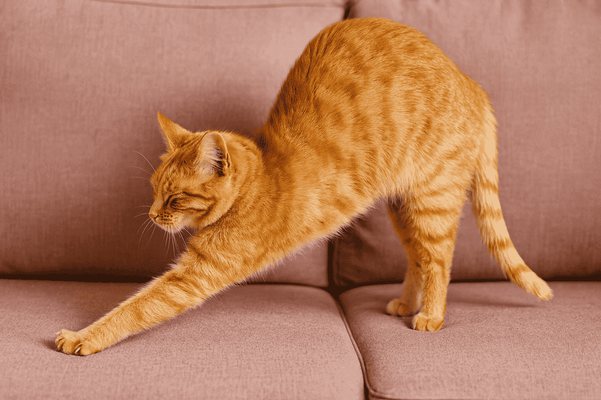 koltukta kamburlaşan sarman kedi