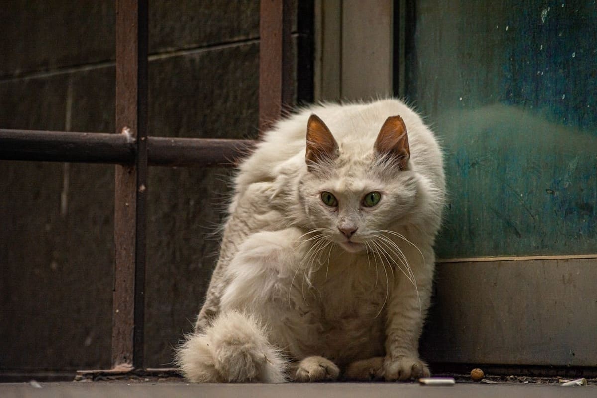 karanlık bir ortamda hasta görünen kambur duran beyaz kedi