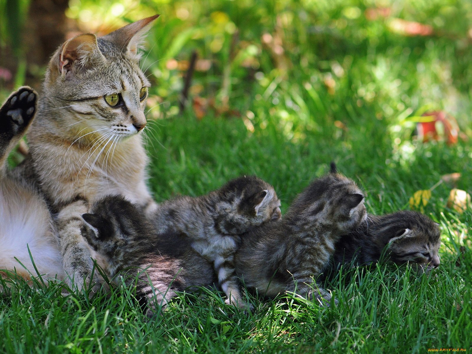yavruları ile birlikte çimlerde oturan kedi
