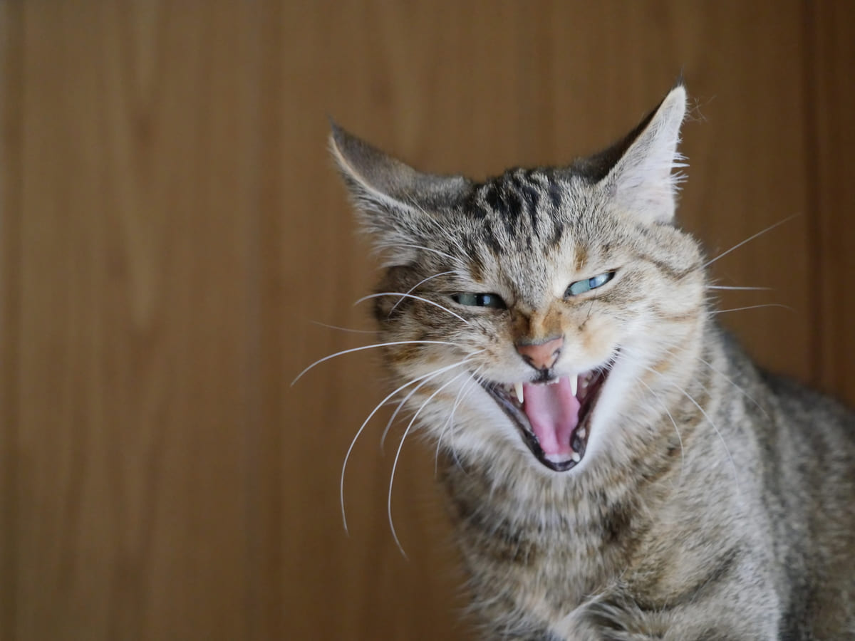 bağıran kedi