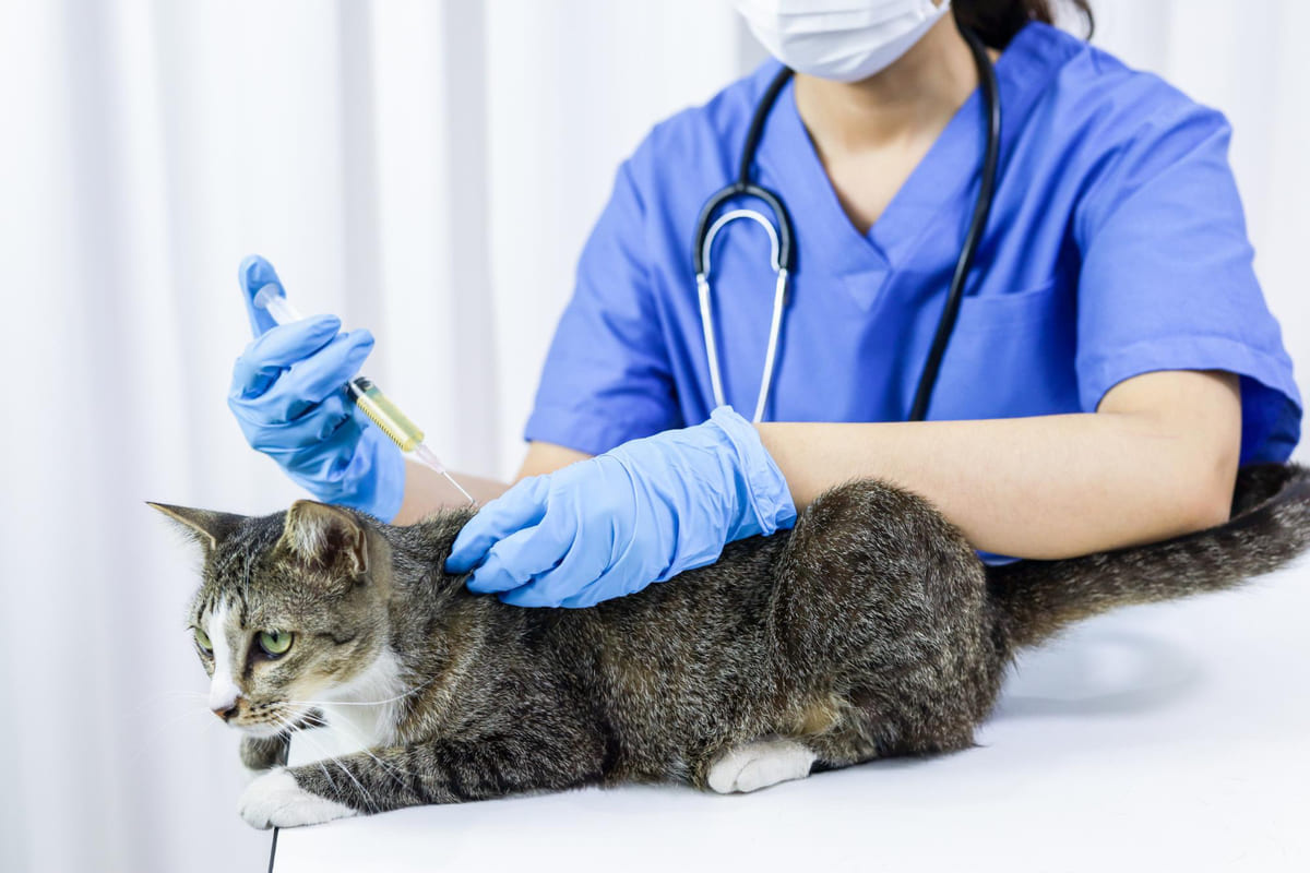 aşı olan kedi
