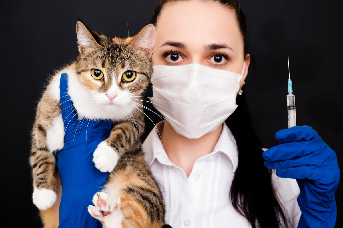 veteriner hekim bir elinde kediyi diğer elinde aşıyı tutuyor