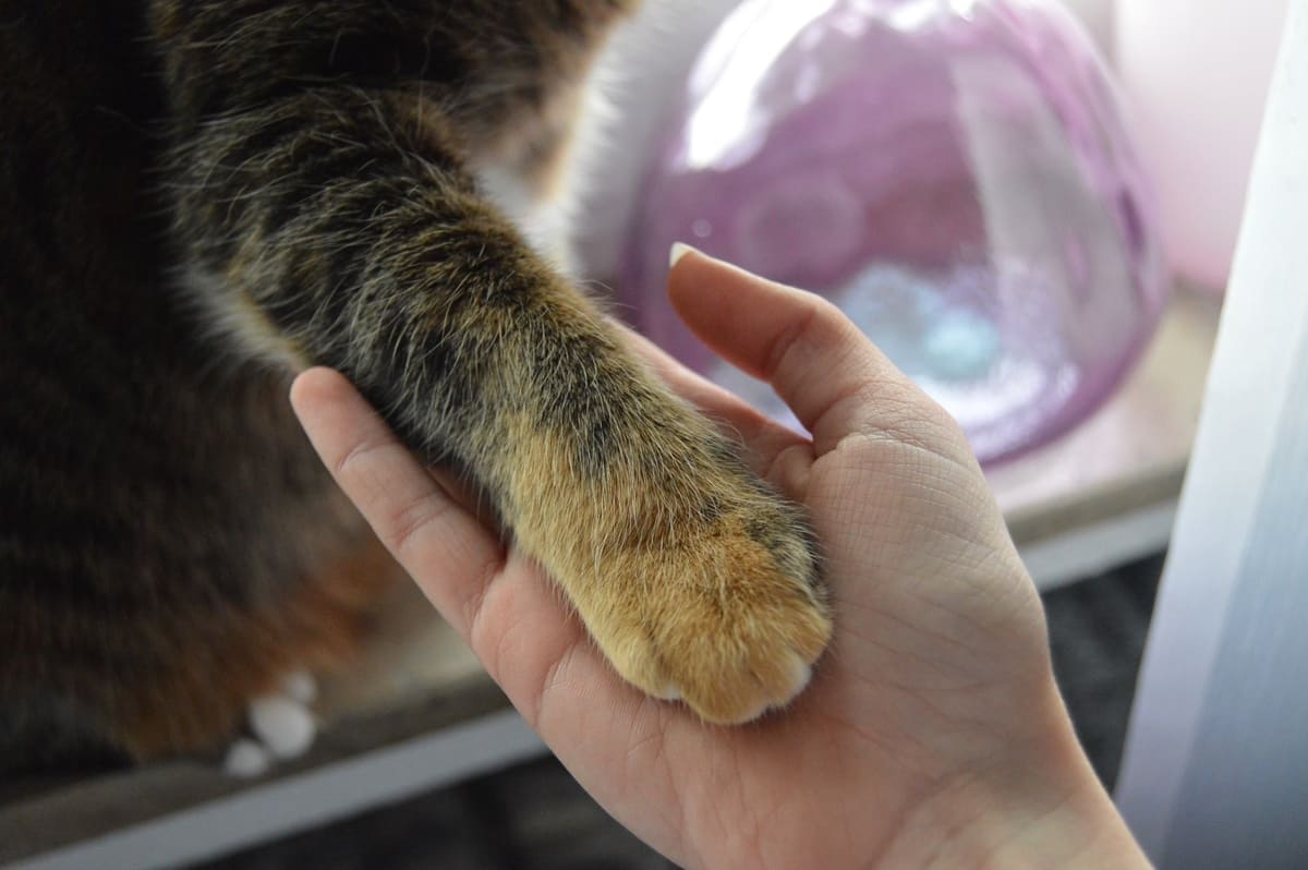 kedi patisi ve insan eli
