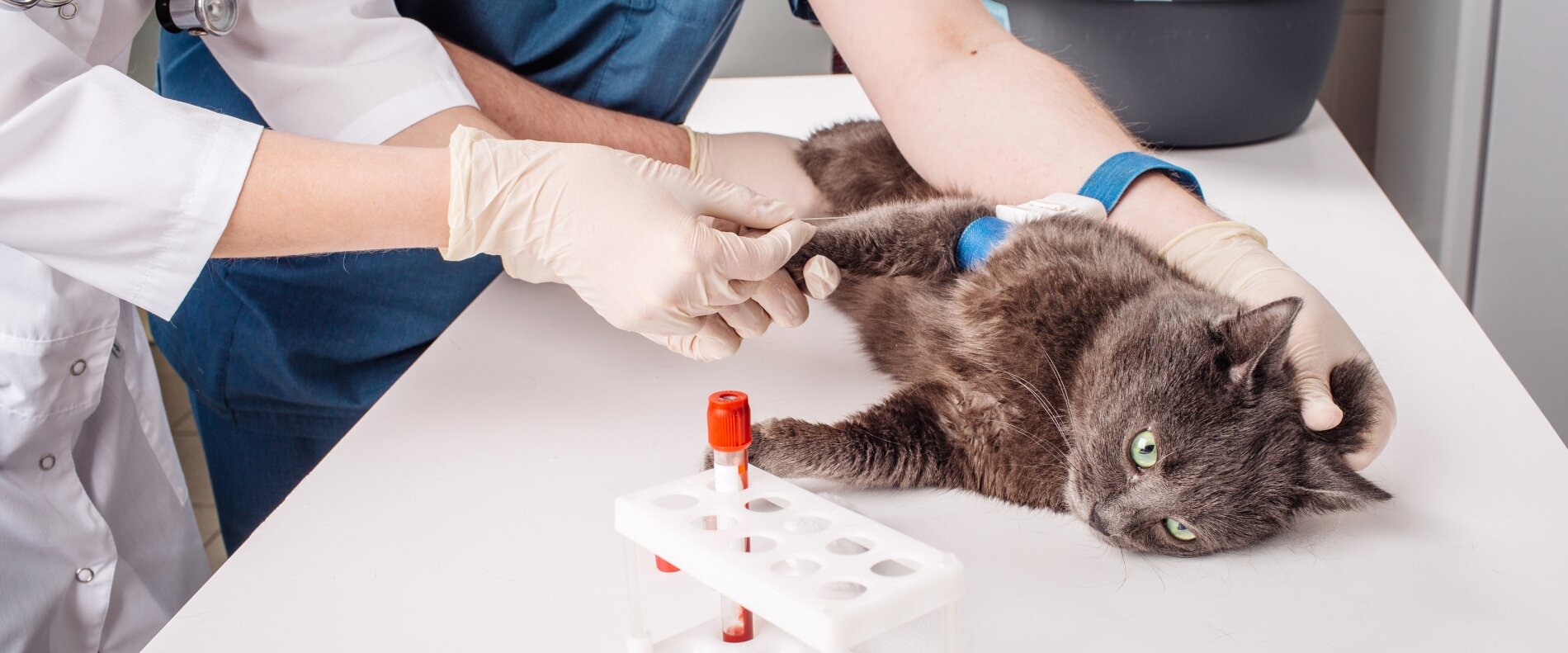 kan testi yapılan kedi