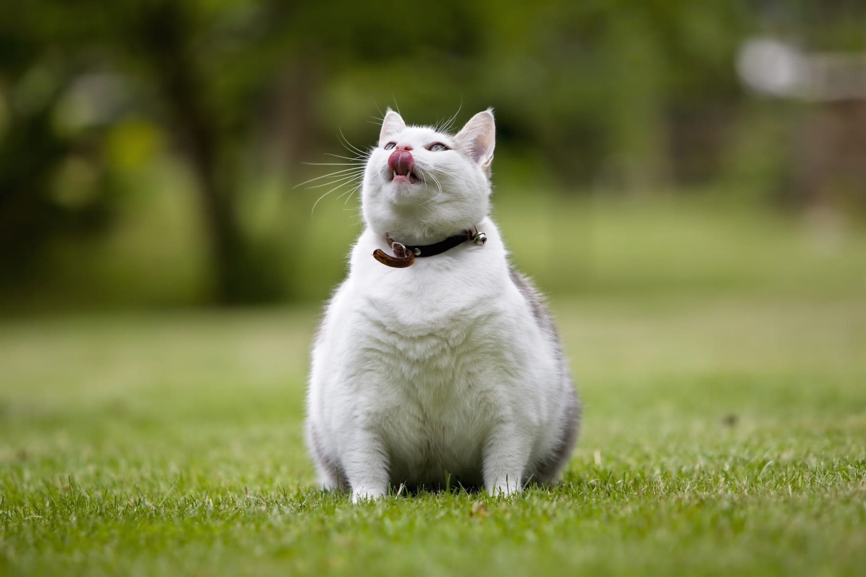 çimlerde oturan fazla kilolu kedi
