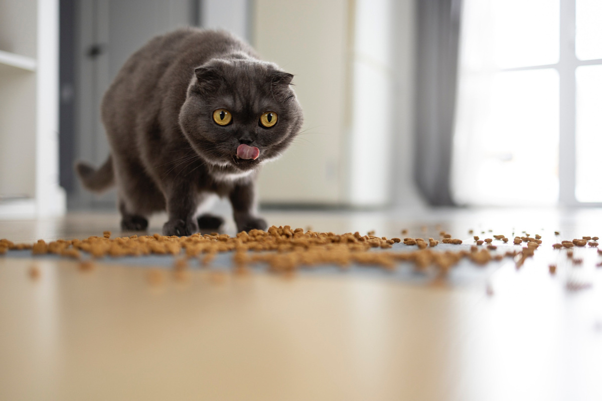 yere dökülen mamaları yiyen british shorthair kedi