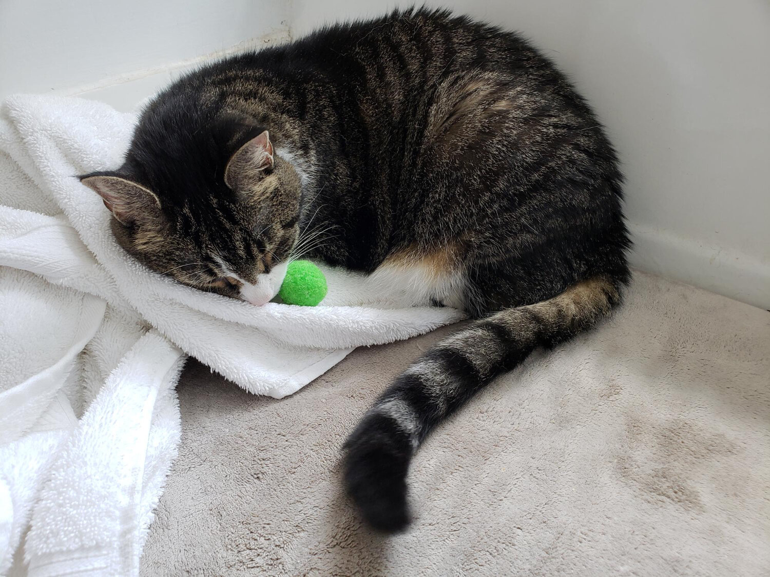 oyuncağı ile havlu üzerinde yatan kedi