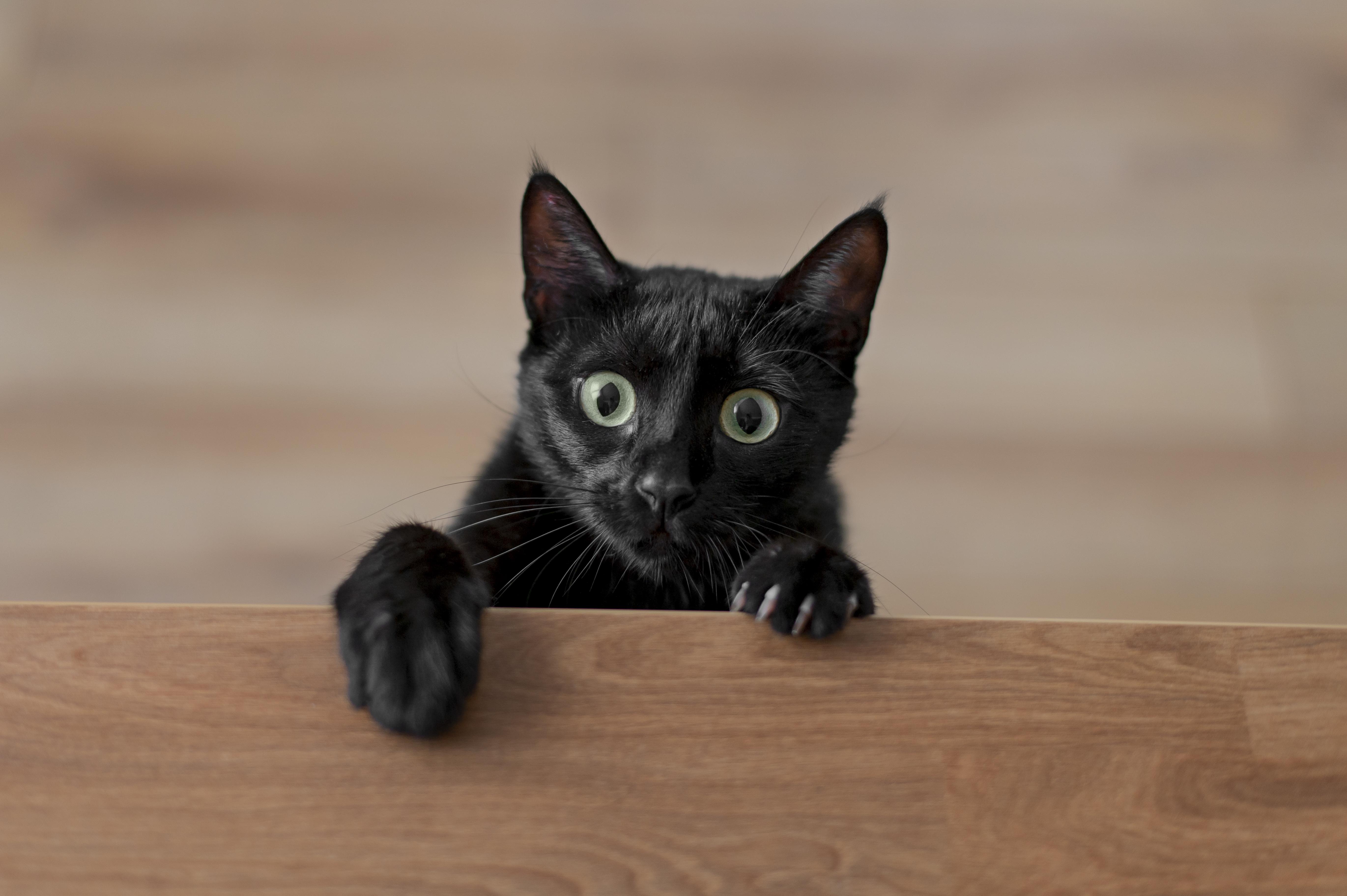 şaşkın bakan siyah tüylü kedi