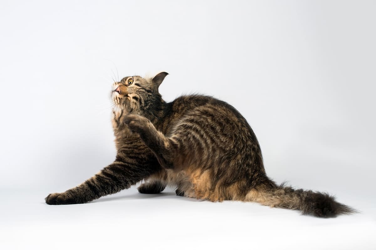 kaşınan tekir kedi