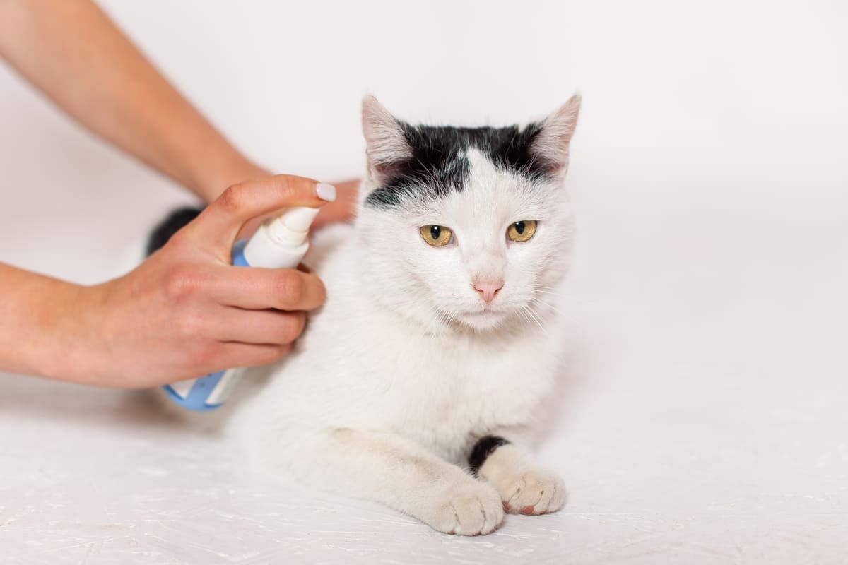 parazit önleyici sprey sıkılan kedi
