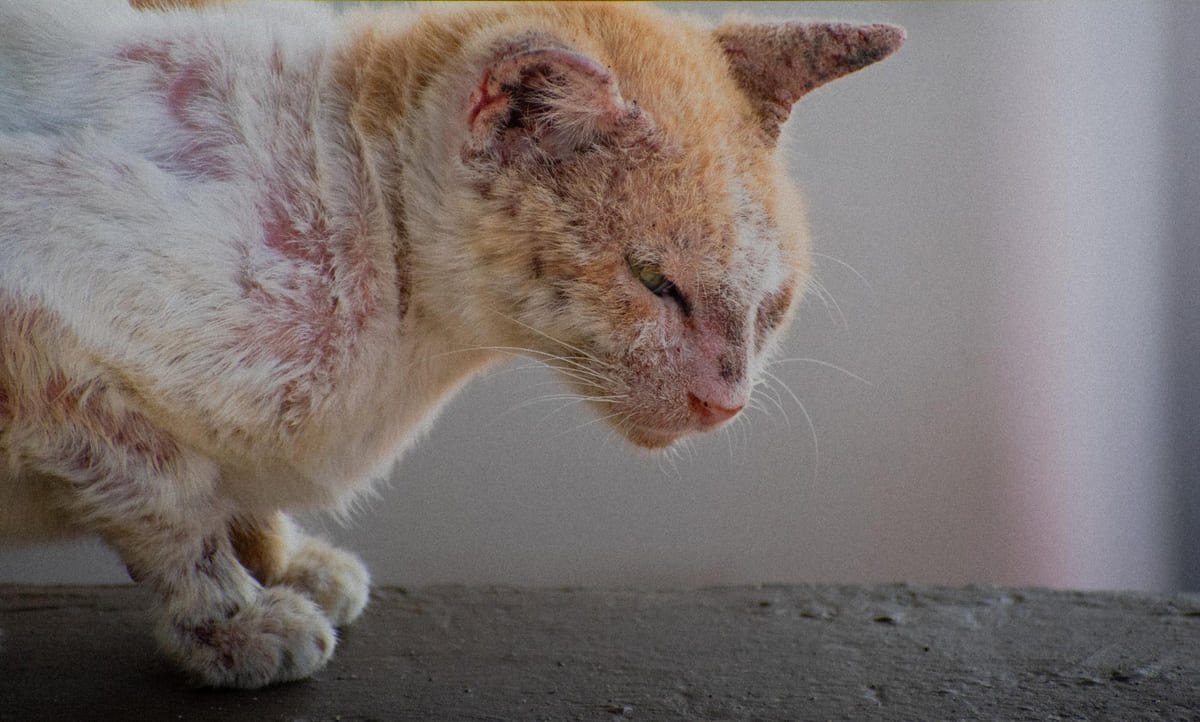cilt hastalığı olan kedi