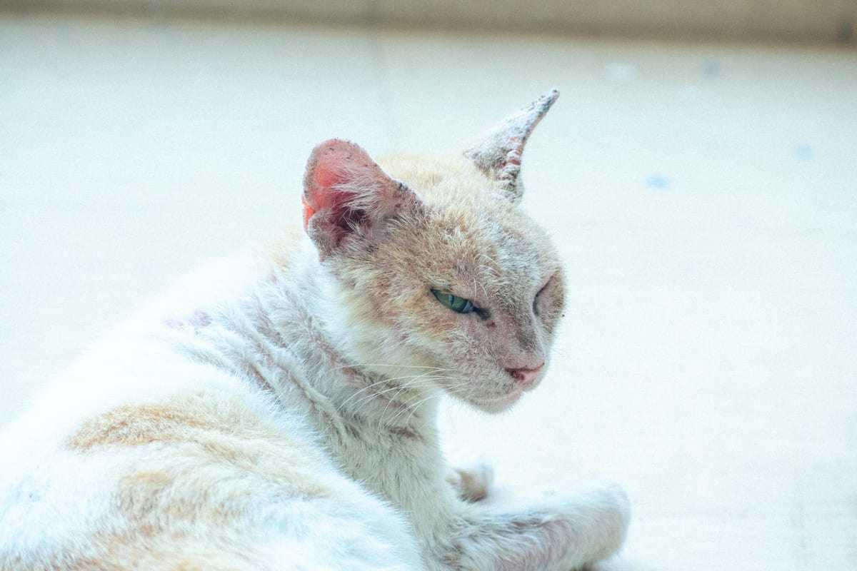 cilt hastalığı olan kedi