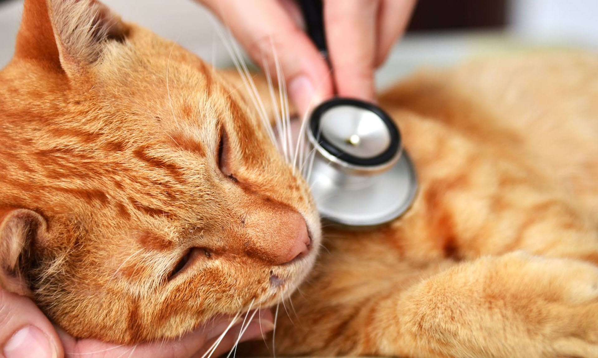 stetoskop ile ciğerleri dinlenen kedi