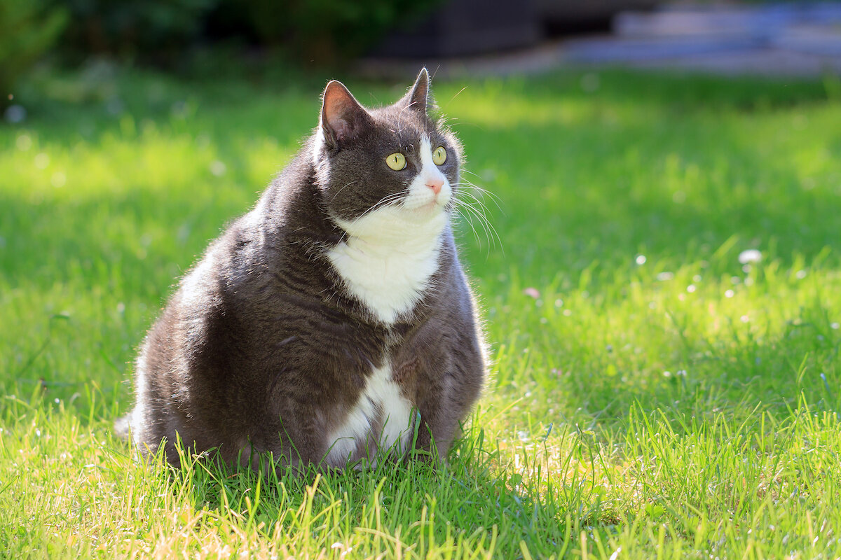 çimlerde oturan fazla kilolu kedi