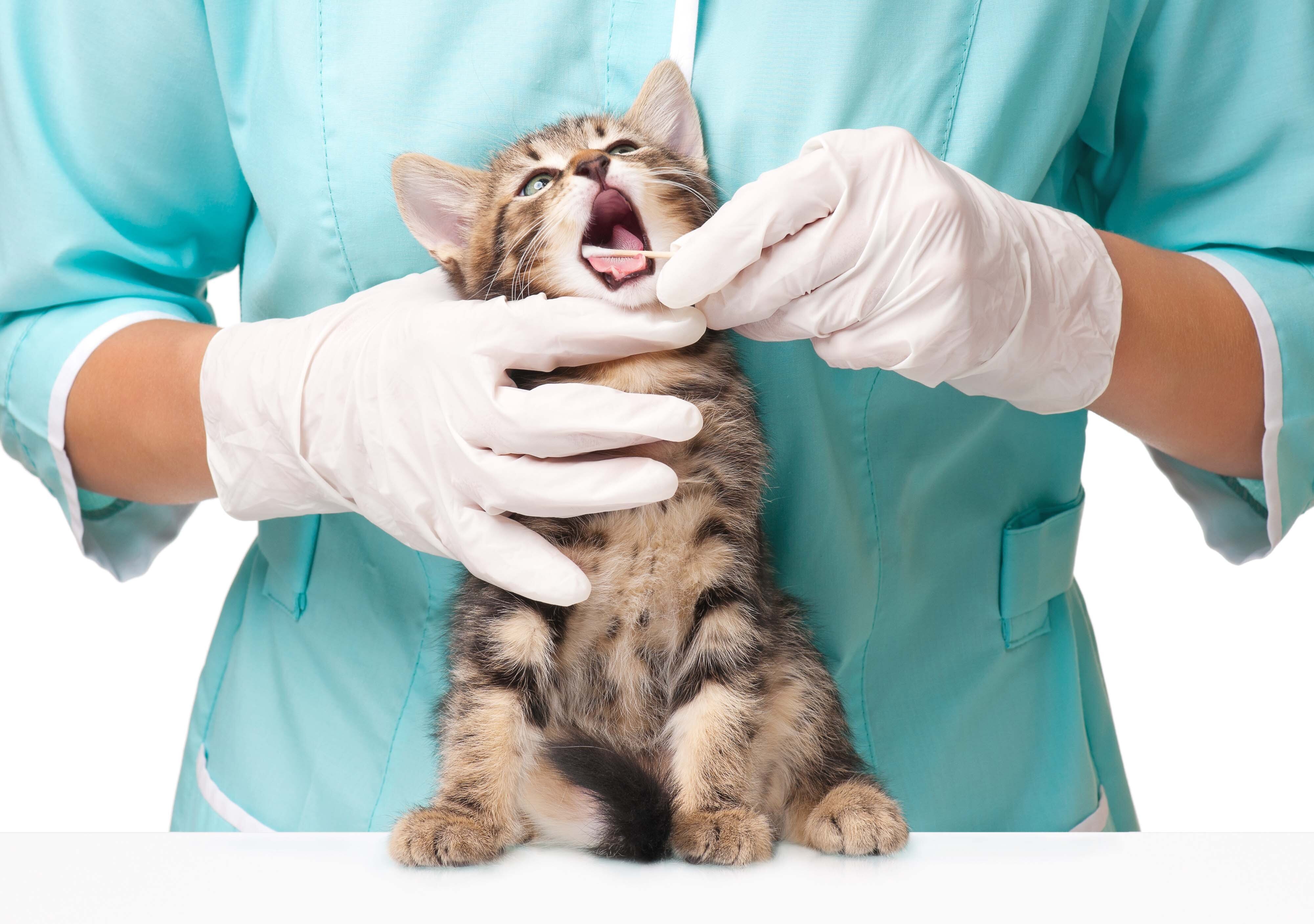 Прием кошек. Кальцивироз у кошек клиника. Ветеринар. Я ветеринар. Кошка в ветеринарной клинике.