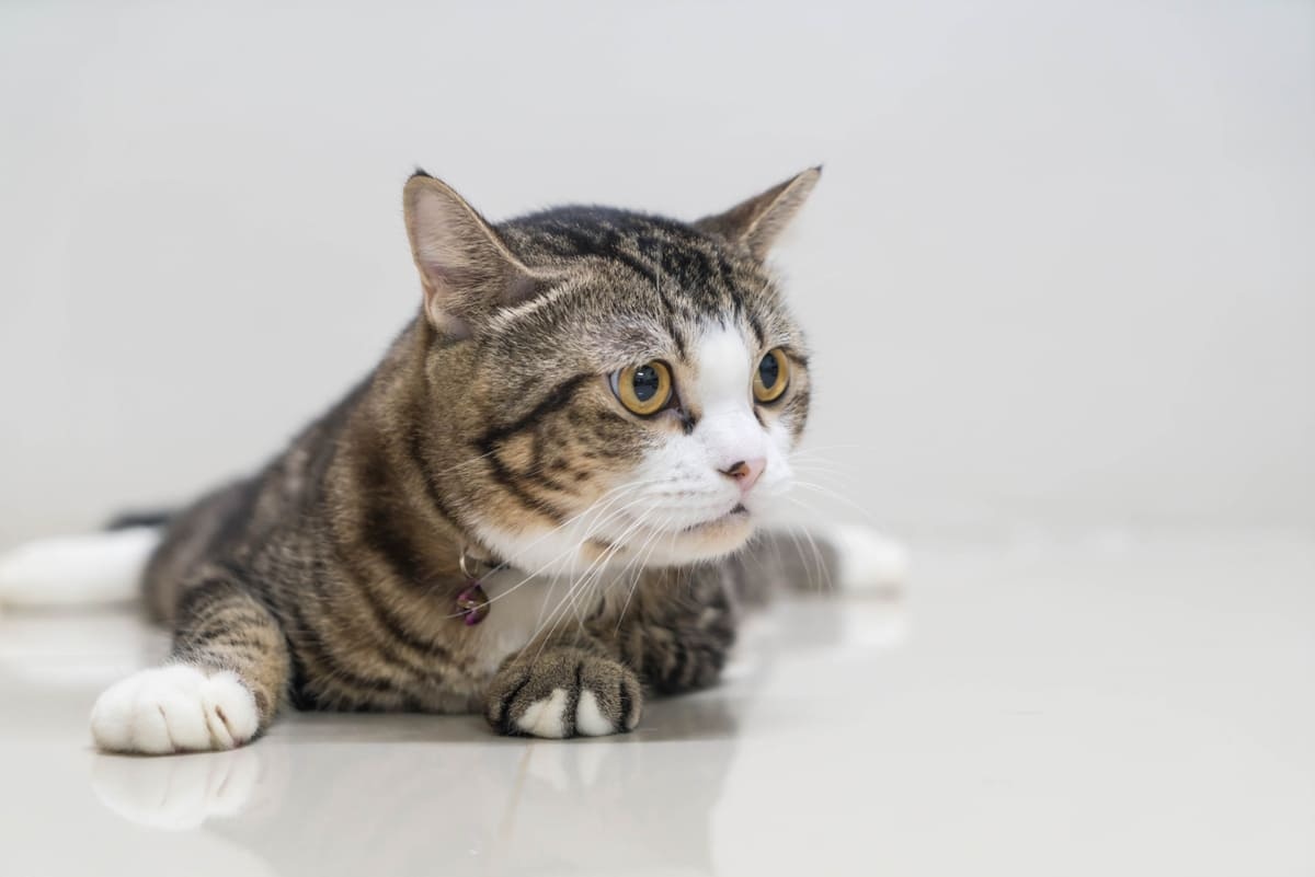 meraklı bakan tekir kedi