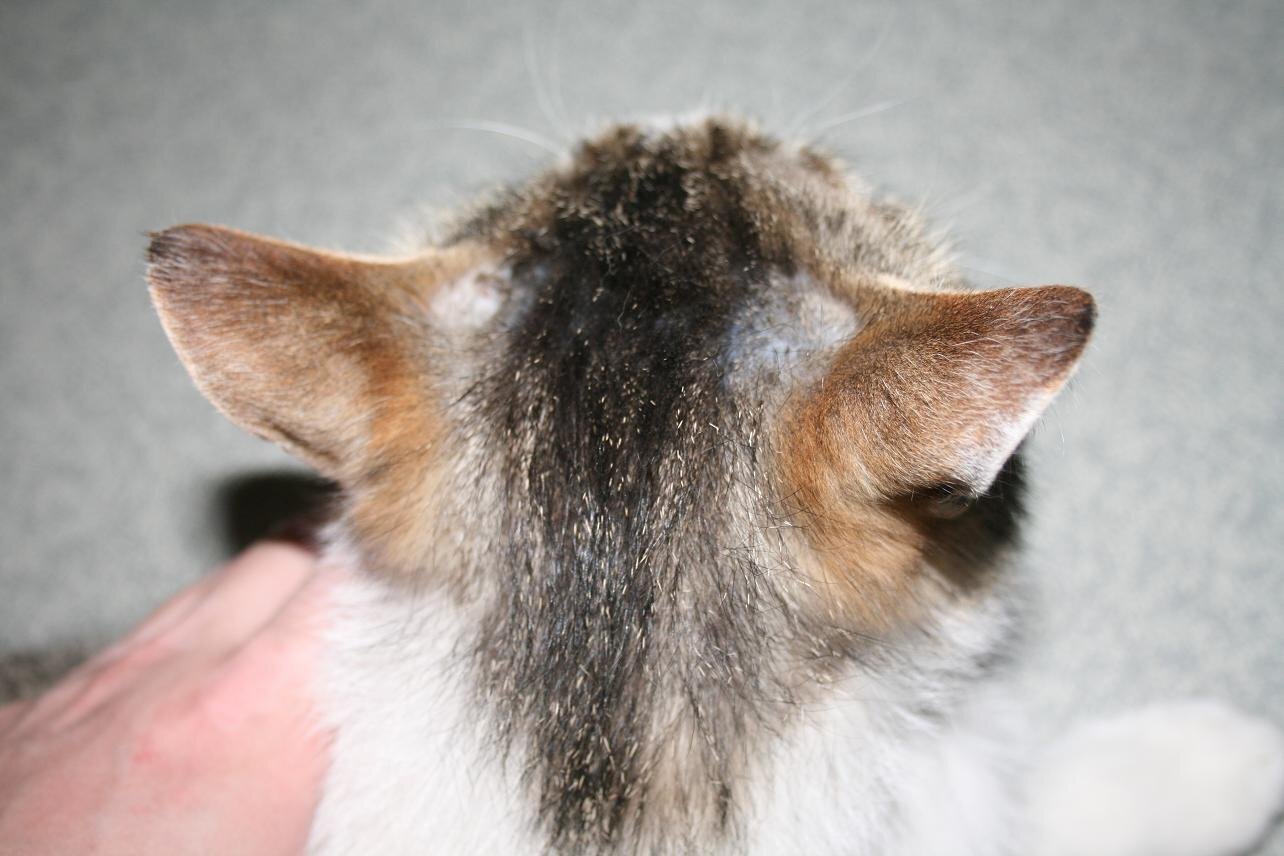 kafasında parçalı tüy dökülmesi olan kedi