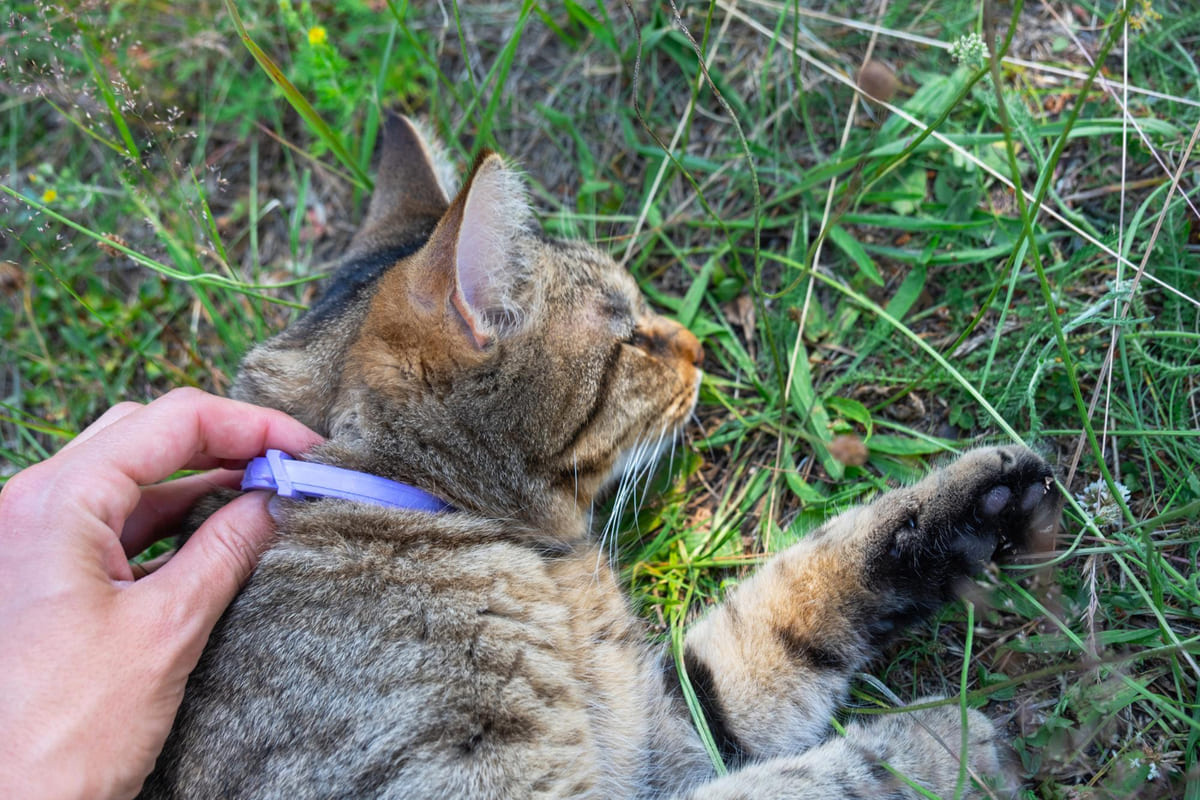 dışarıda zaman geçiren tasmalı kedi