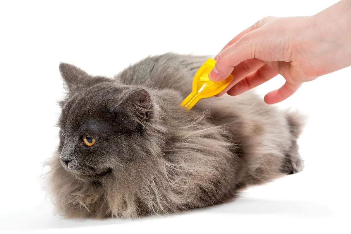 gri uzun tüylü kediye pire ilacı sürülüyor