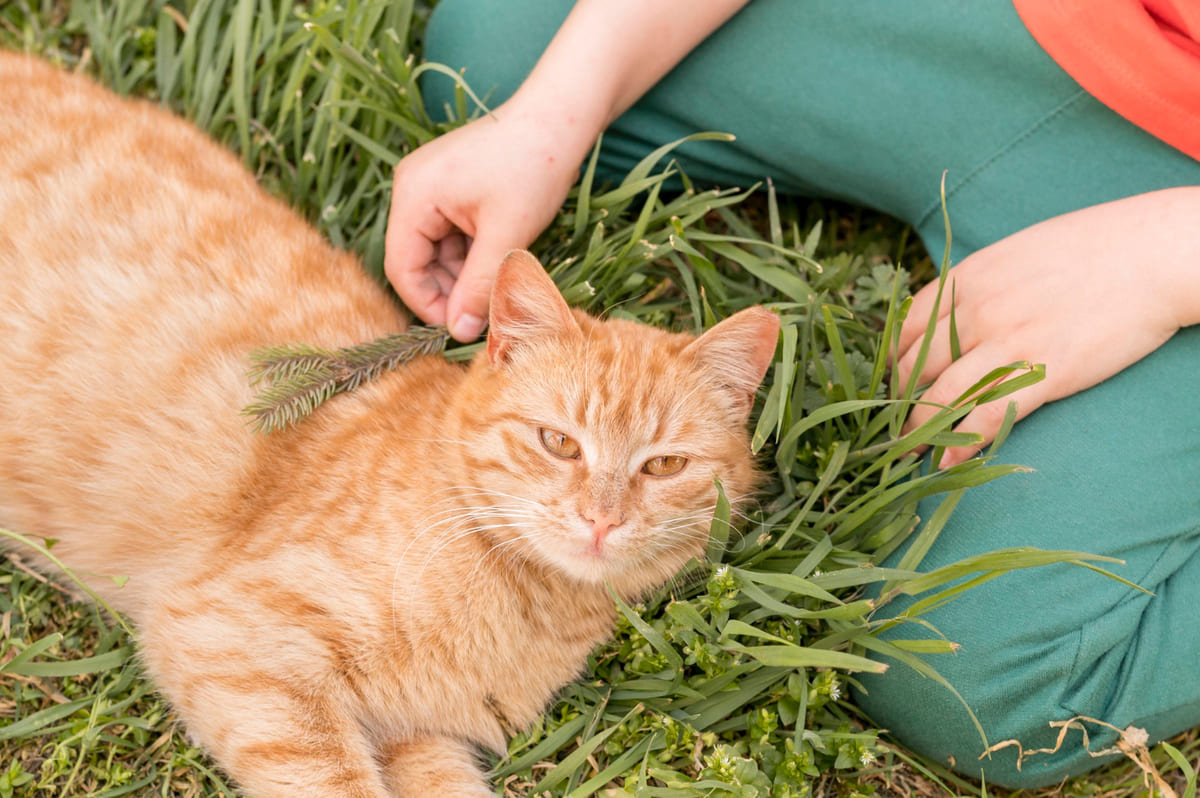 otların arasında zaman geçiren sarman kedi