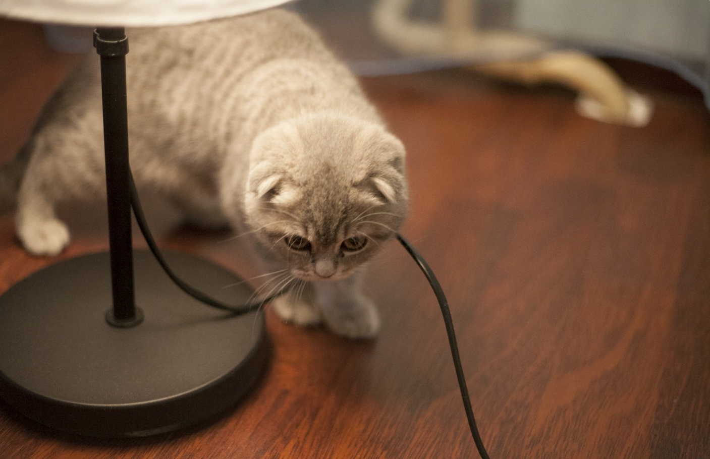 kablo çiğneyen kedi