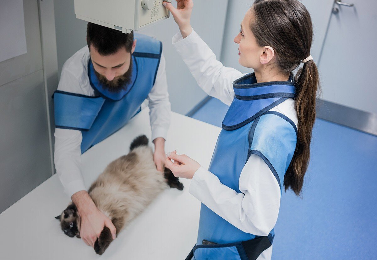 röntgeni çekilen kedi