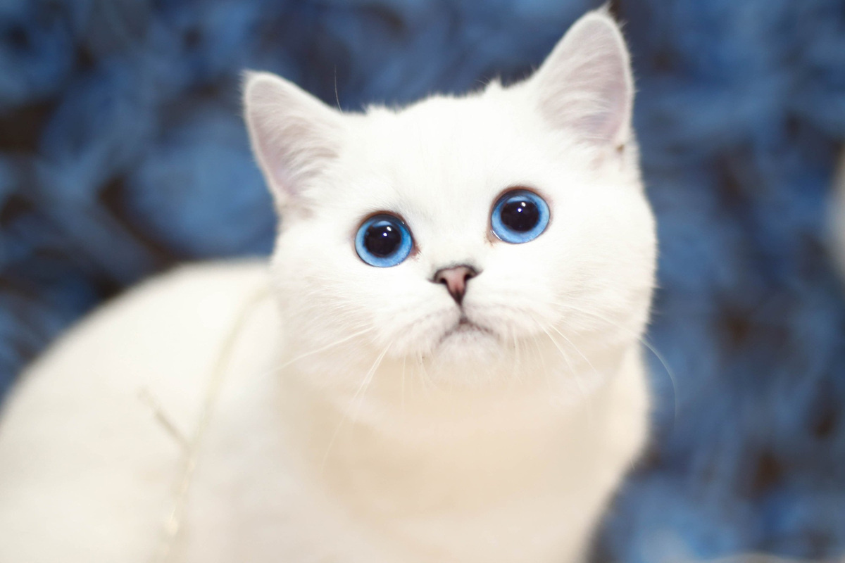 beyaz tüylü mavi gözlü kedi