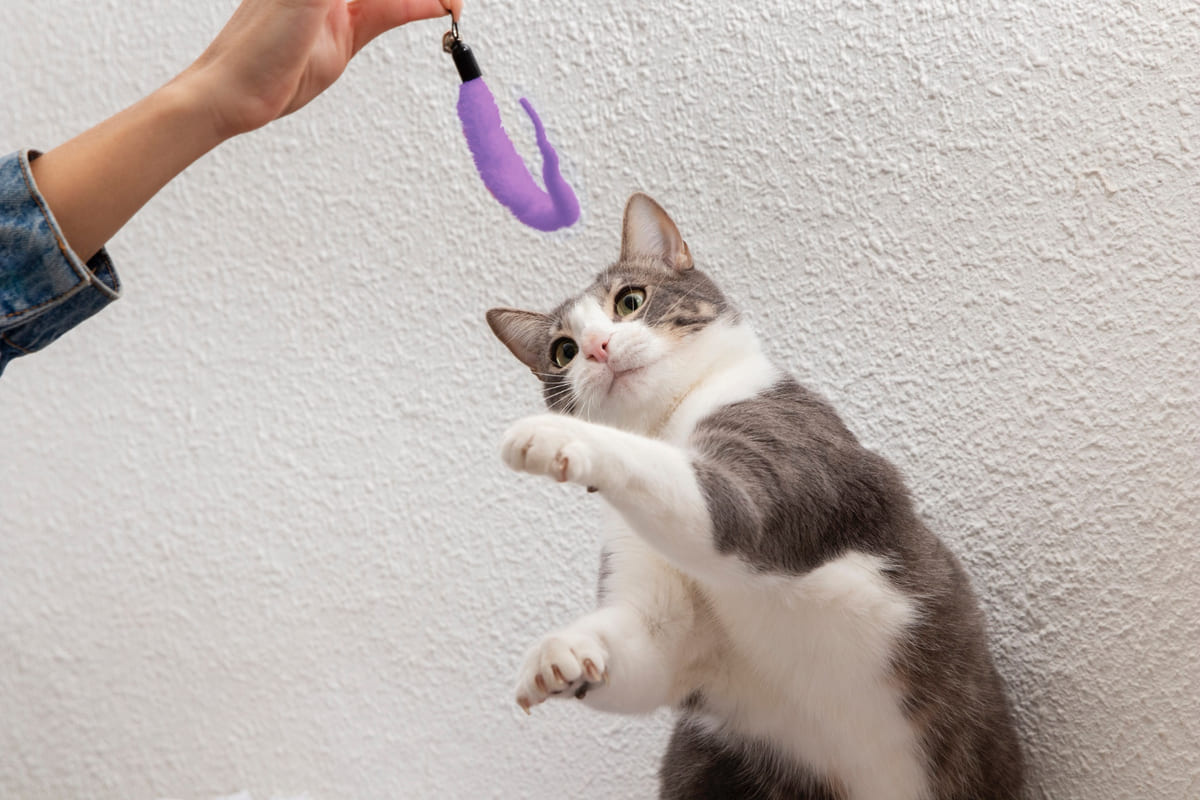 sahibiyle oyun oynayan kedi