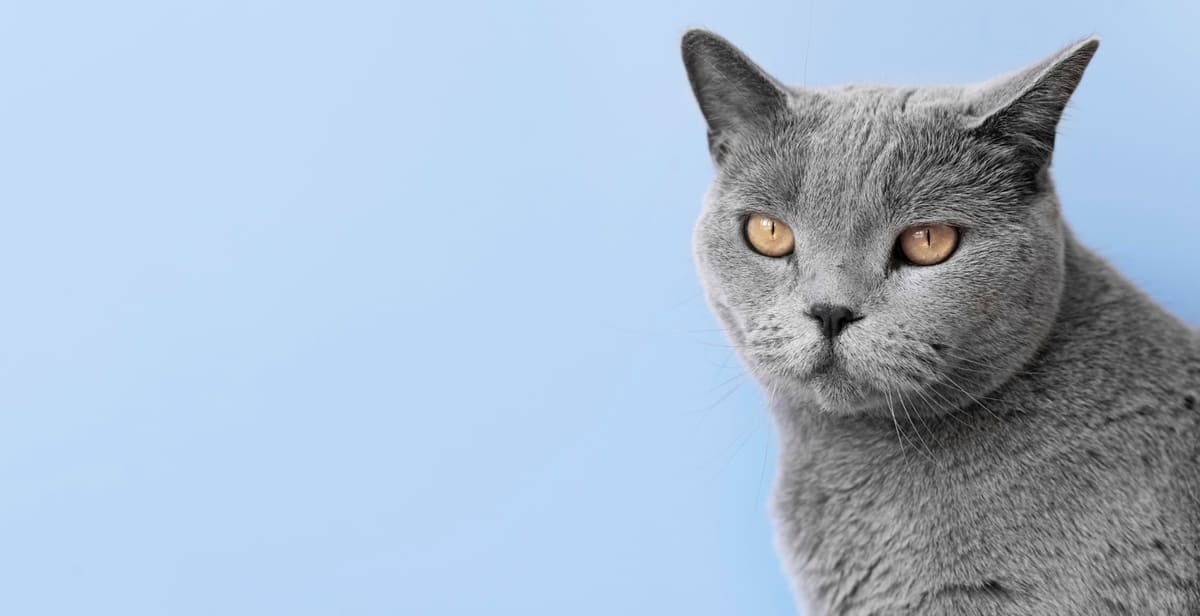 kehribar rengi gözleri olan British shorthair