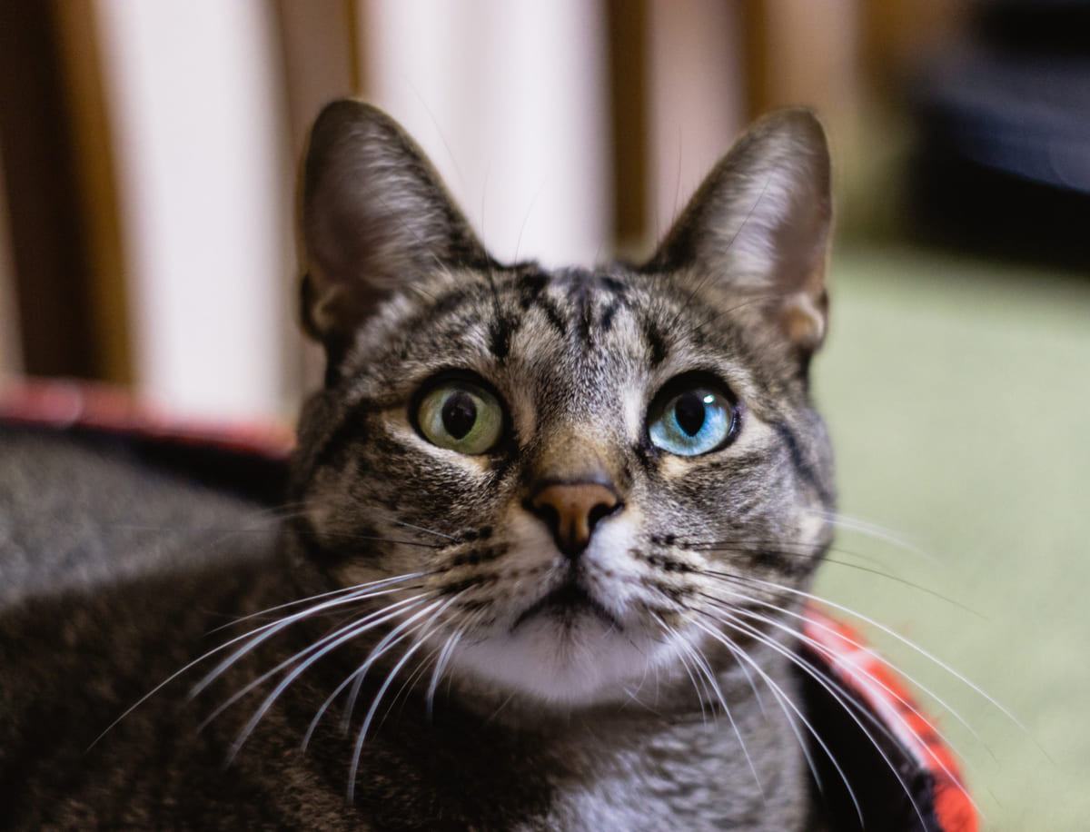 bir gözü yeşil bir gözü mavi kedi