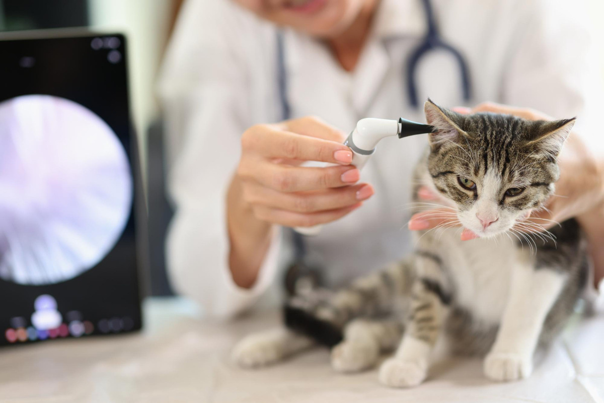 kulakları muayene edilen kedi