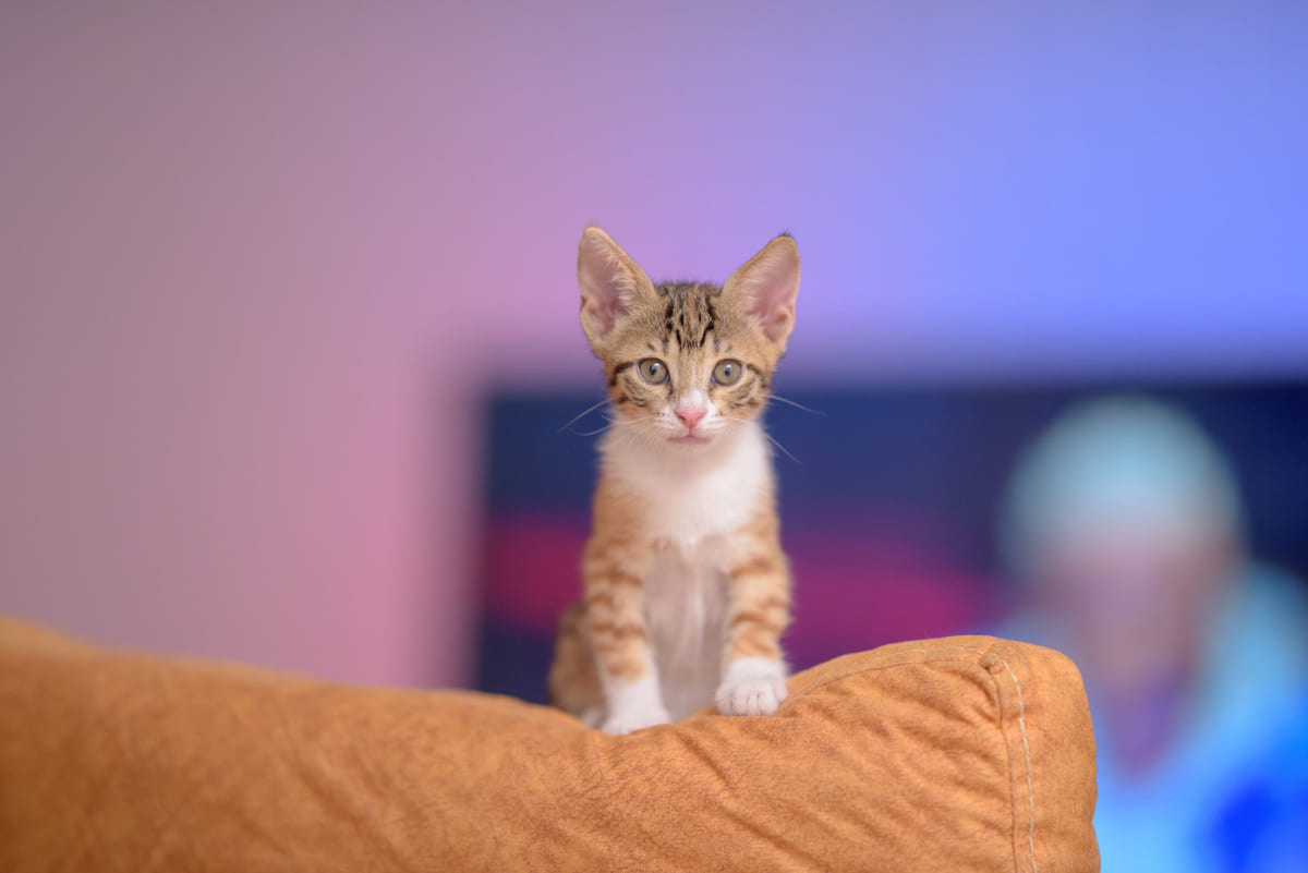 büyük kulaklı tekir kedi