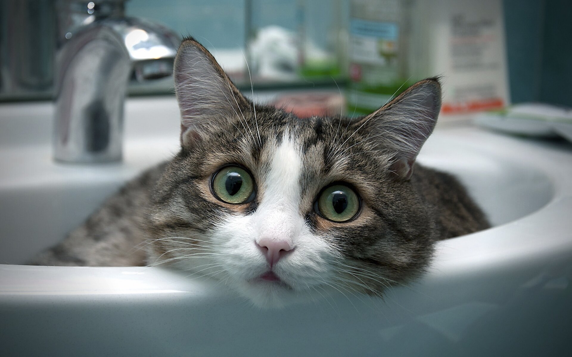 lavaboda yatan kedi