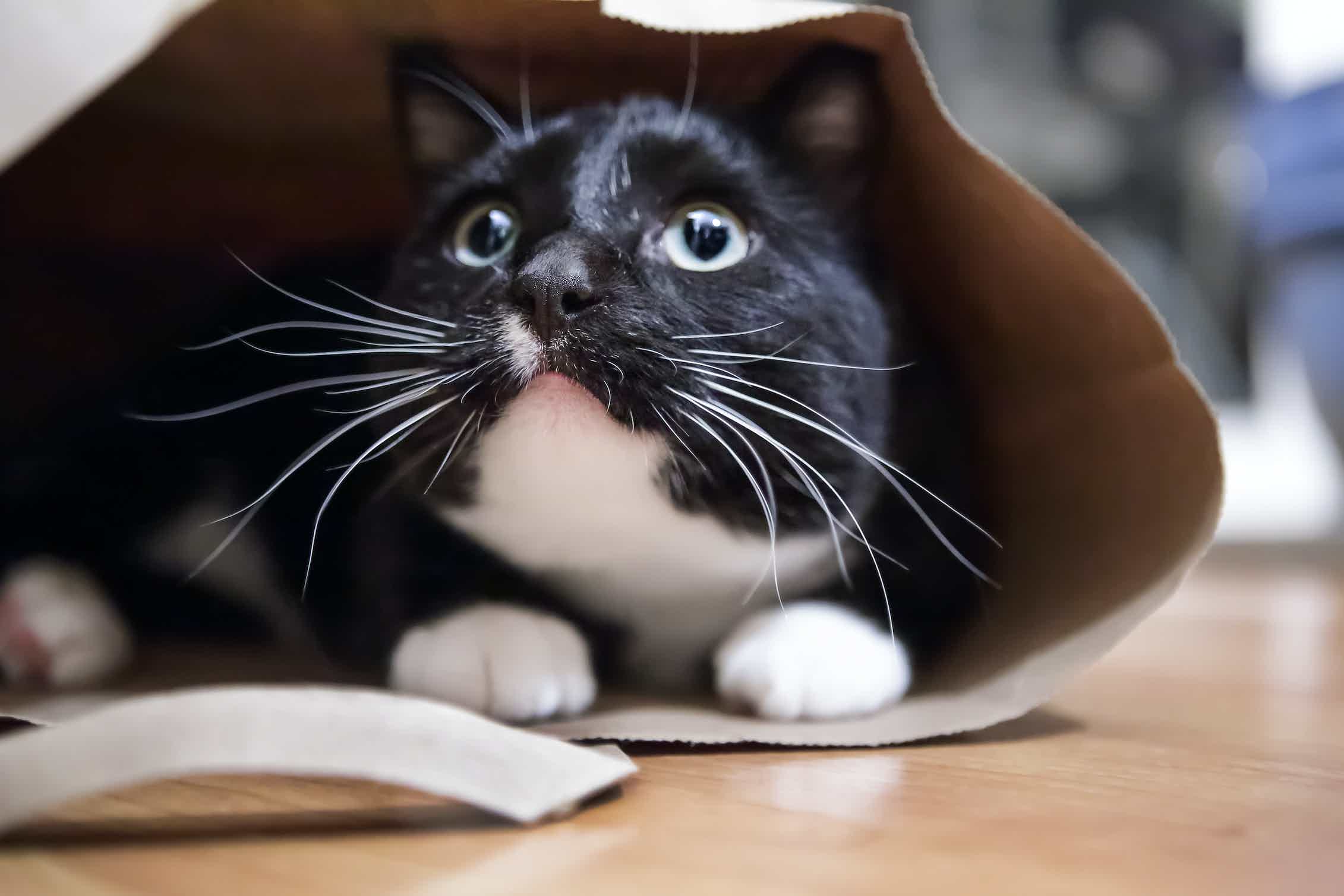 karton içine girmiş gözleri büyüyen siyah kedi