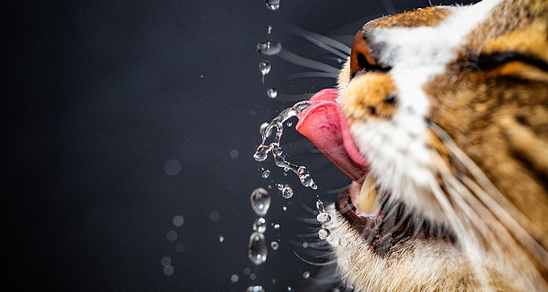 su damlalarına dilini uzatan kedi