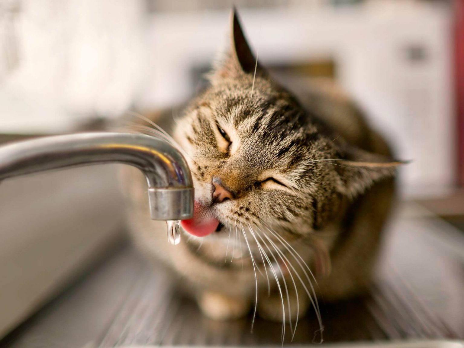 musluktan su içen kedi
