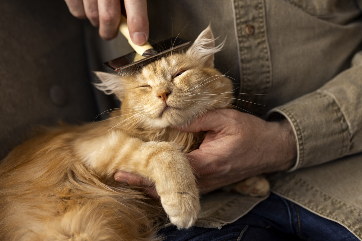 sahibinin kucağında otururken tüyleri taranan kedi